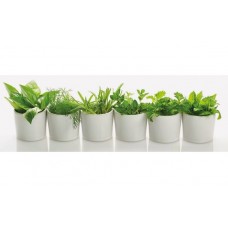 Ceramika Color Lakewood Greenline 1 200x600