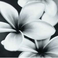 Декор Opoczno Pret A Porter Black Flower Composition